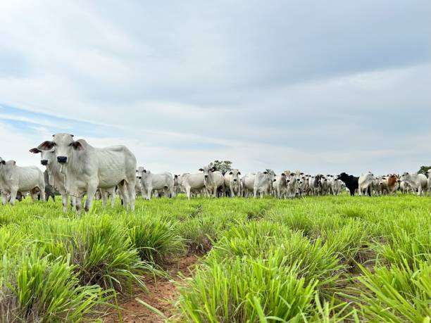istock Beautifull  image of grass pasture intensive beef cattle on high intensive project on Brazil 2179560753