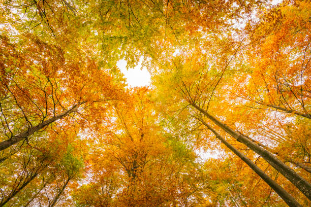 A fast trip in Val Resia to admire the foliage