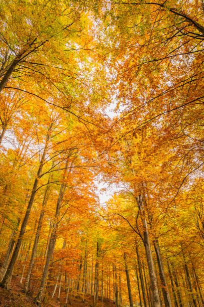 istock Autumn in Val Resia 2179565931