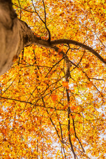 A fast trip in Val Resia to admire the foliage