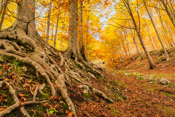 A fast trip in Val Resia to admire the foliage
