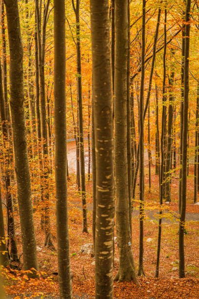 A fast trip in Val Resia to admire the foliage