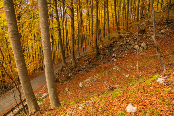 A fast trip in Val Resia to admire the foliage