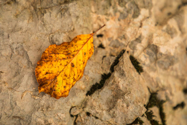 istock Autumn in Val Resia 2179568071