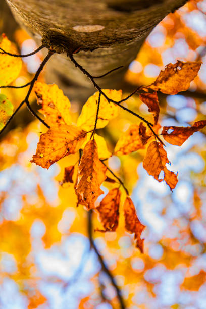 A fast trip in Val Resia to admire the foliage