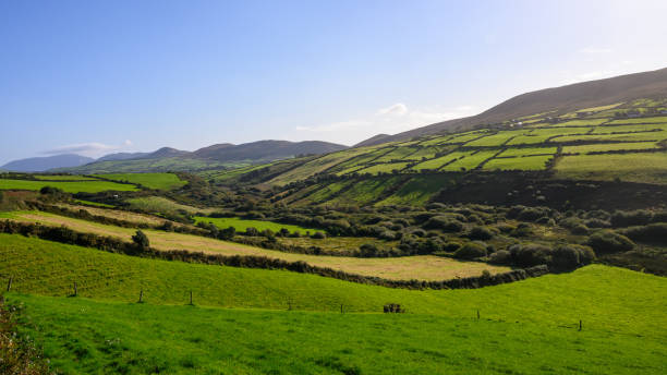 istock Dry stone wall seperated farm land on Dingle Peninsula, County Kerry 2179569601