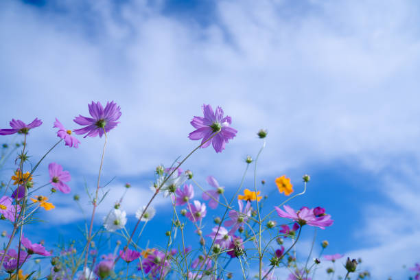 istock Beautiful cosmos blooming at a flower field. 2179569998