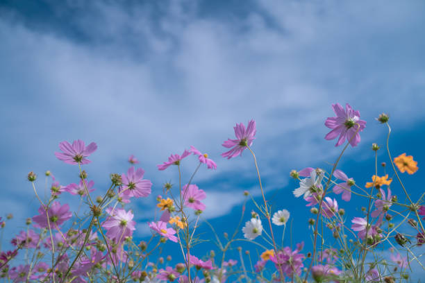istock Beautiful cosmos blooming at a flower field. 2179570348