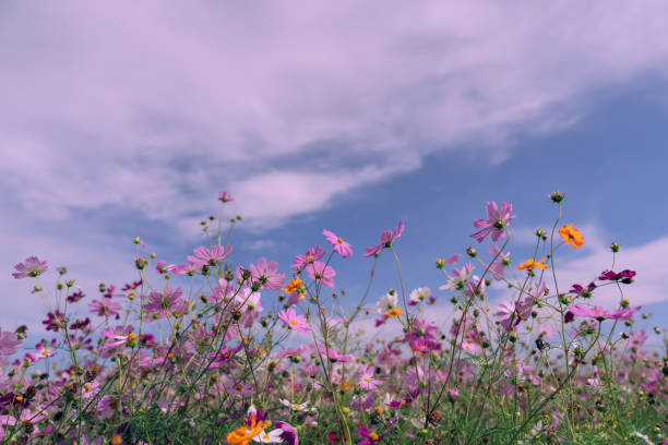 istock Beautiful cosmos blooming at a flower field. 2179570504