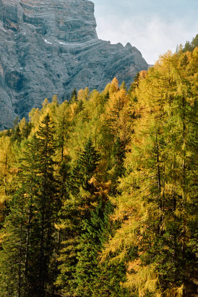 Pine trees in the Dolomites mountains
