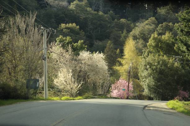 Asphalt street, trees and vegetation all around, white and pink petals flowers in full blooming