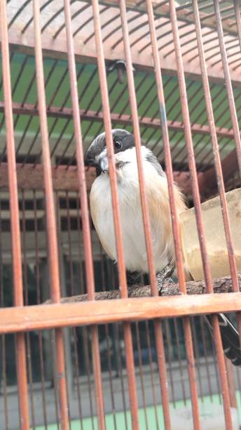 istock pet birds in bamboo cages 2179581194