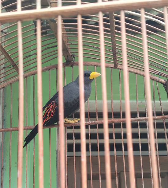 istock pet birds in bamboo cages 2179581217