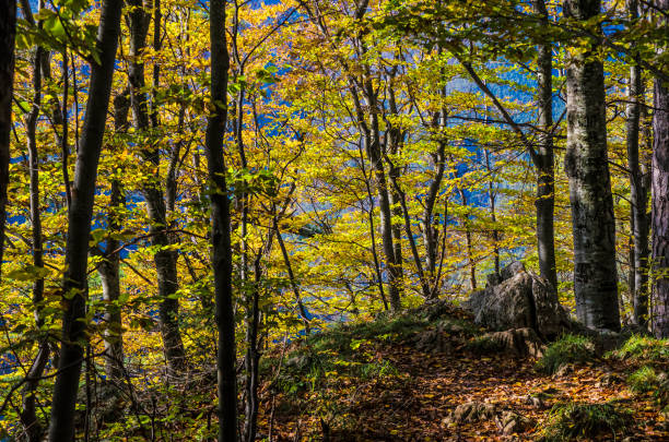 Forest with trees in autumn, trees and branches with leaves autumn tones