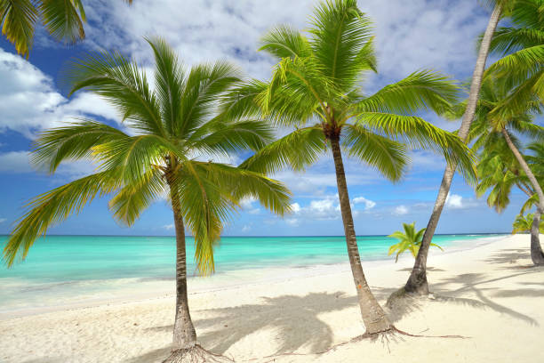 istock tropical palm beach with turquoise sea 2179586658