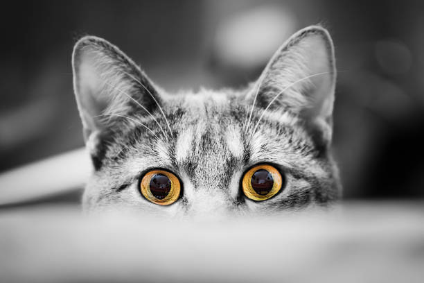 Close-up of cat