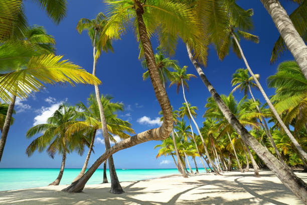istock palm beach with turquoise sea 2179586730