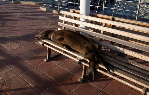 Puerto Ayora, Ecuador, October 23, 2022: A sea lion is resting on a bench in the harbor in Puerto Ayora on the Santa Cruz Island of Galapagos a sunny early evening.