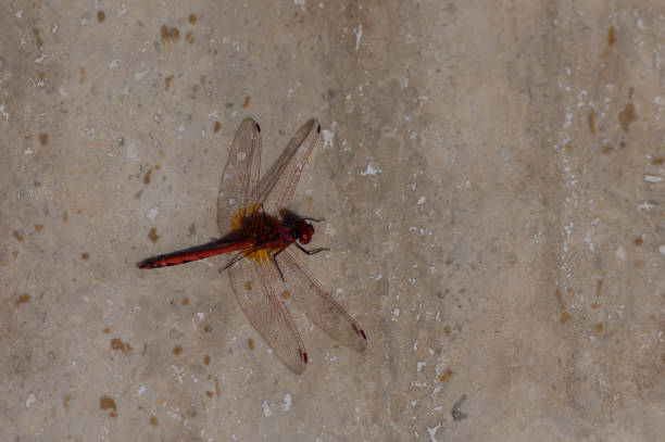 A vibrant red dragonfly rests on a textured sandy backdrop, displaying its intricate wings. The gentle light accentuates its beauty and elegance in nature.