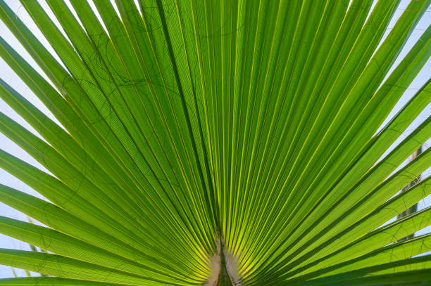 The green background is the texture of palm leaves illuminated by the sun. Environment.