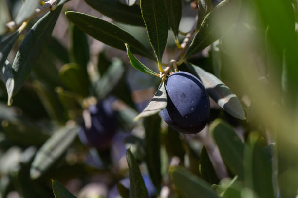 istock Delicate olives ripening on sunlit branches in a serene Mediterranean grove during the warm afternoon 2179592998