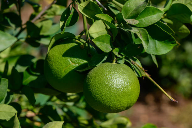 istock Fresh green oranges hanging on a vibrant tree branch under warm sunlight in a lush garden 2179593010