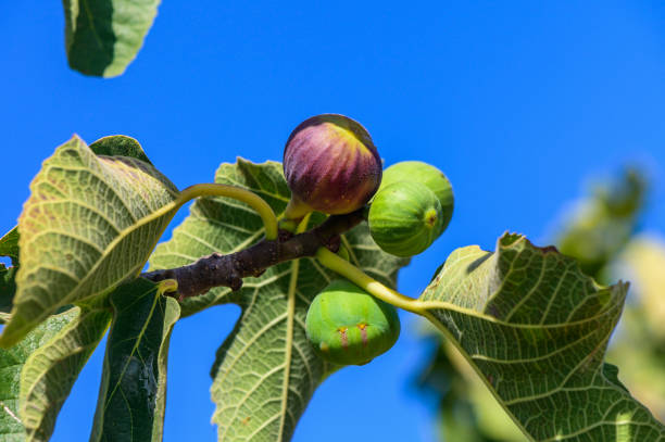 istock Ripening figs on a vibrant tree branch against a clear blue sky during late summer in a tranquil garden setting 2179593012