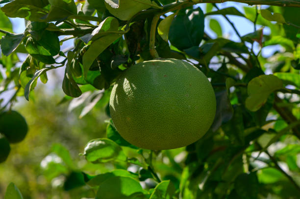 istock Ripening pomelo hanging from a lush green tree under the bright sunlight in a vibrant orchard 2179593045