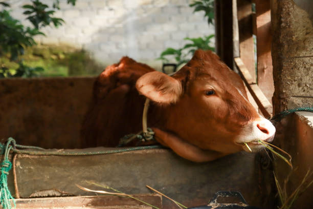 Cows are eating grass on the farm in the afternoon.