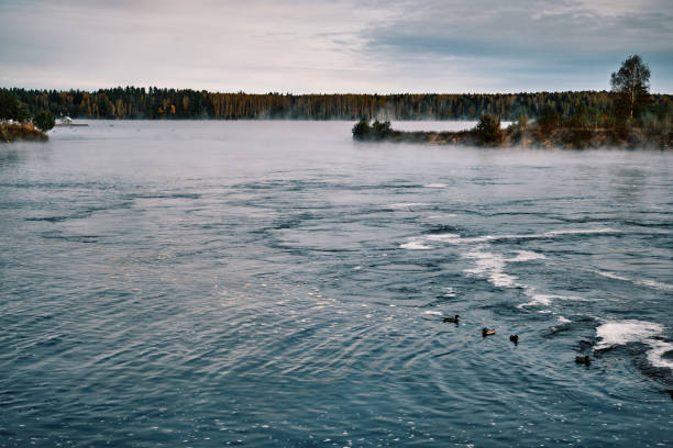 Wild ducks are on foggy lake