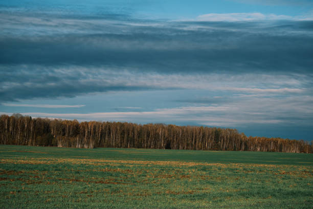 Birch tree grove behind green field in autumn