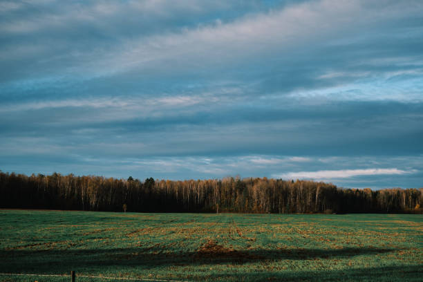 Birch tree grove behind green field in autumn