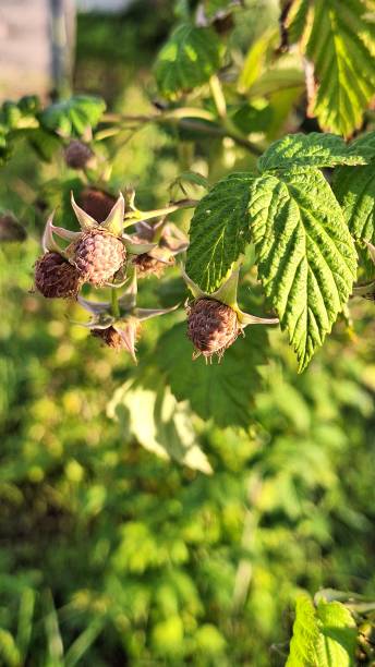 istock Sunlit raspberries growing on vines in lush greenery 2179598931