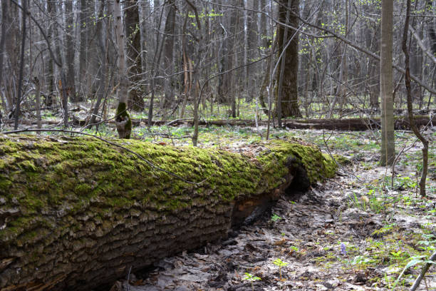 a tree log with moss on it in the middle of the woods
