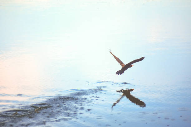 Water bird takes flight from pond. Majestic duck flying over lake with small wave and reflection of itself. Scene of peaceful of wildlife in nature. Calm nature with bird and water below.
