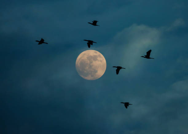 flying cormorant in silhouette with full moon, in horizontal frame