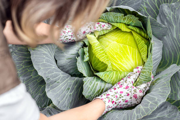 istock farmer holding a head of green cabbage. 2179604699