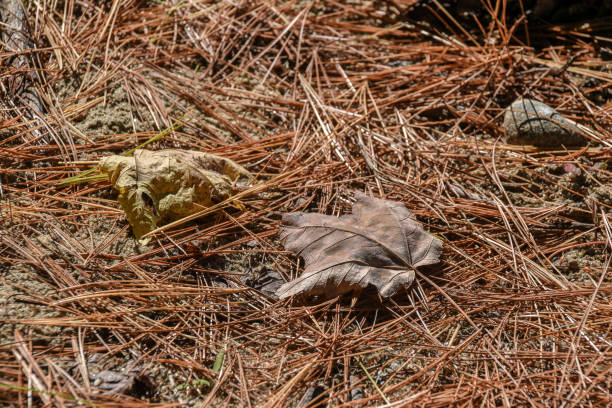 foded  leaves of autumn  leaves in new england