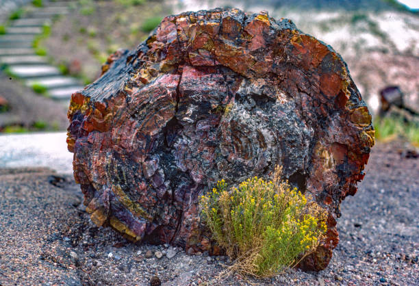 Petrified Forest NP - Petrified Log & Rabbit Brush - 1978