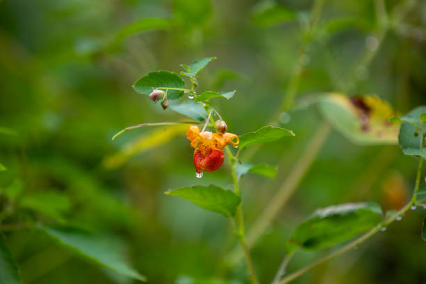 Jewelweed growing in a Marsh in Ontario.