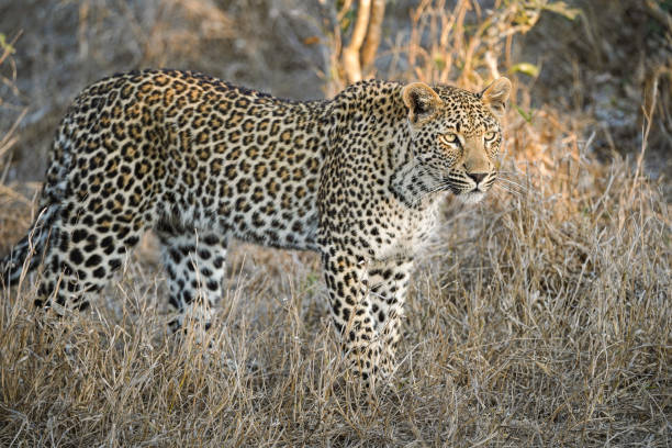 istock Leopard in Sabi Sand Nature Reserve 2179607932