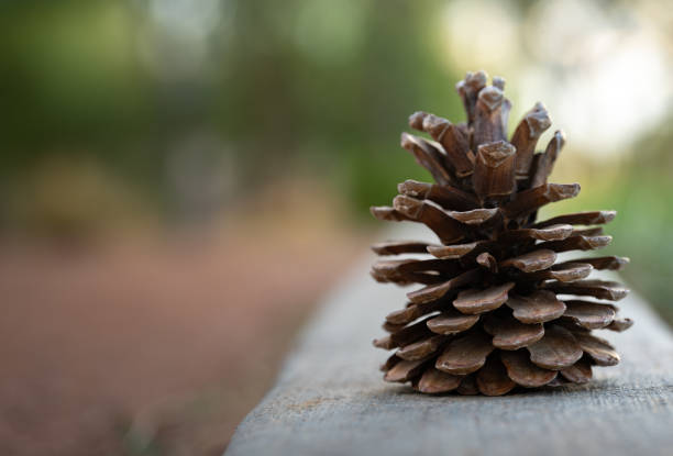 Closeup image of an open pinecone sitting on a raised concrete path border