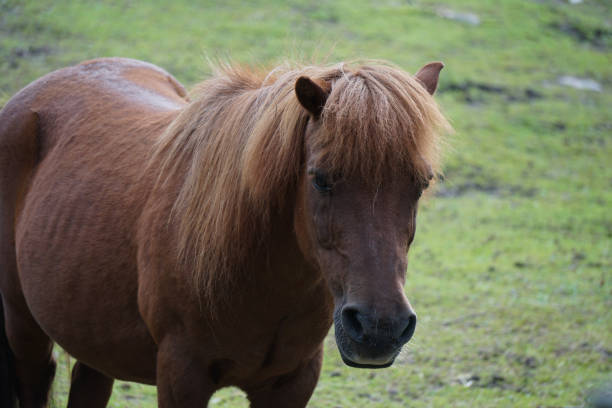 istock A horse standing on a field 2179609696