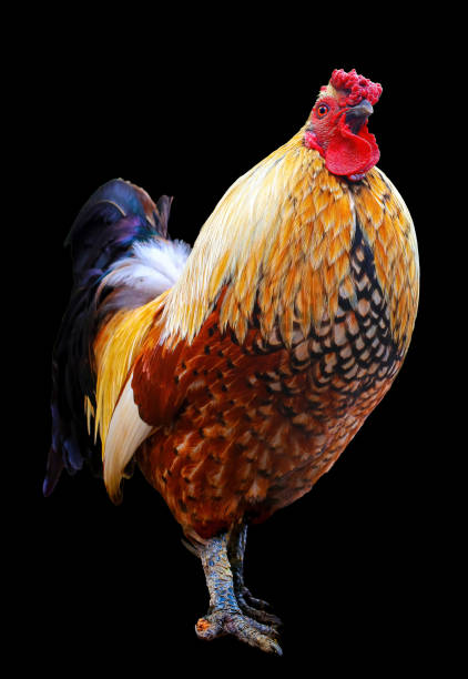 istock Colorful rooster isolated on a black background 2179611458