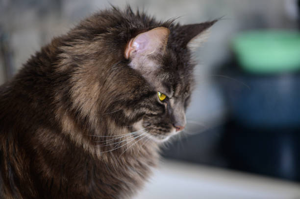 A majestic Maine Coon cat gazing thoughtfully in a cozy kitchen setting, capturing a serene afternoon vibe