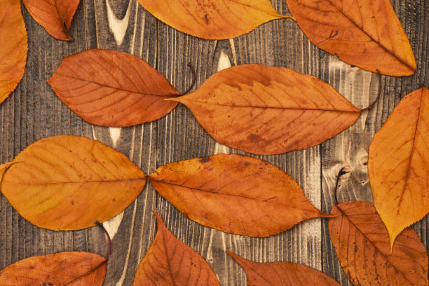 Autumn leaves flying over wooden desk, bokeh background, digitally generated image.