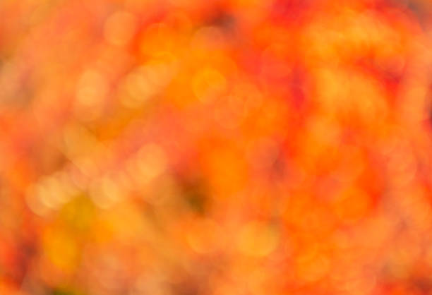 nebulous autumn leaves. blurred bokeh background. autumn defocused nature. blur backdrop of autumn leaves. unfocus orange season.