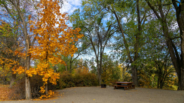 A breathtaking mosaic of warm, earthy colors dances in the crisp autumn breeze in Okanagan provincial park, British Columbia, Canada