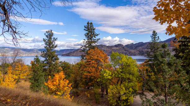 A breathtaking mosaic of warm, earthy colors dances in the crisp autumn breeze in Okanagan provincial park, British Columbia, Canada