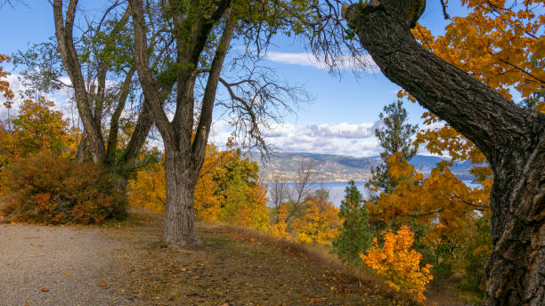 A breathtaking mosaic of warm, earthy colors dances in the crisp autumn breeze in Okanagan provincial park, British Columbia, Canada